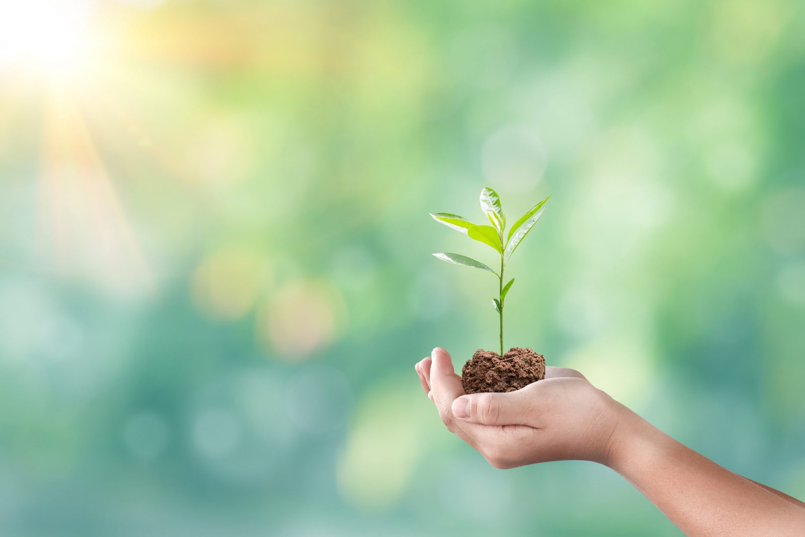 Hand holding seedling over blurred green nature background. Conc