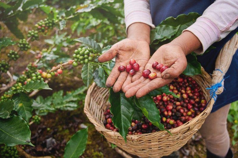 Coffee,Picker,Show,Red,Cherries,On,Basket,Background