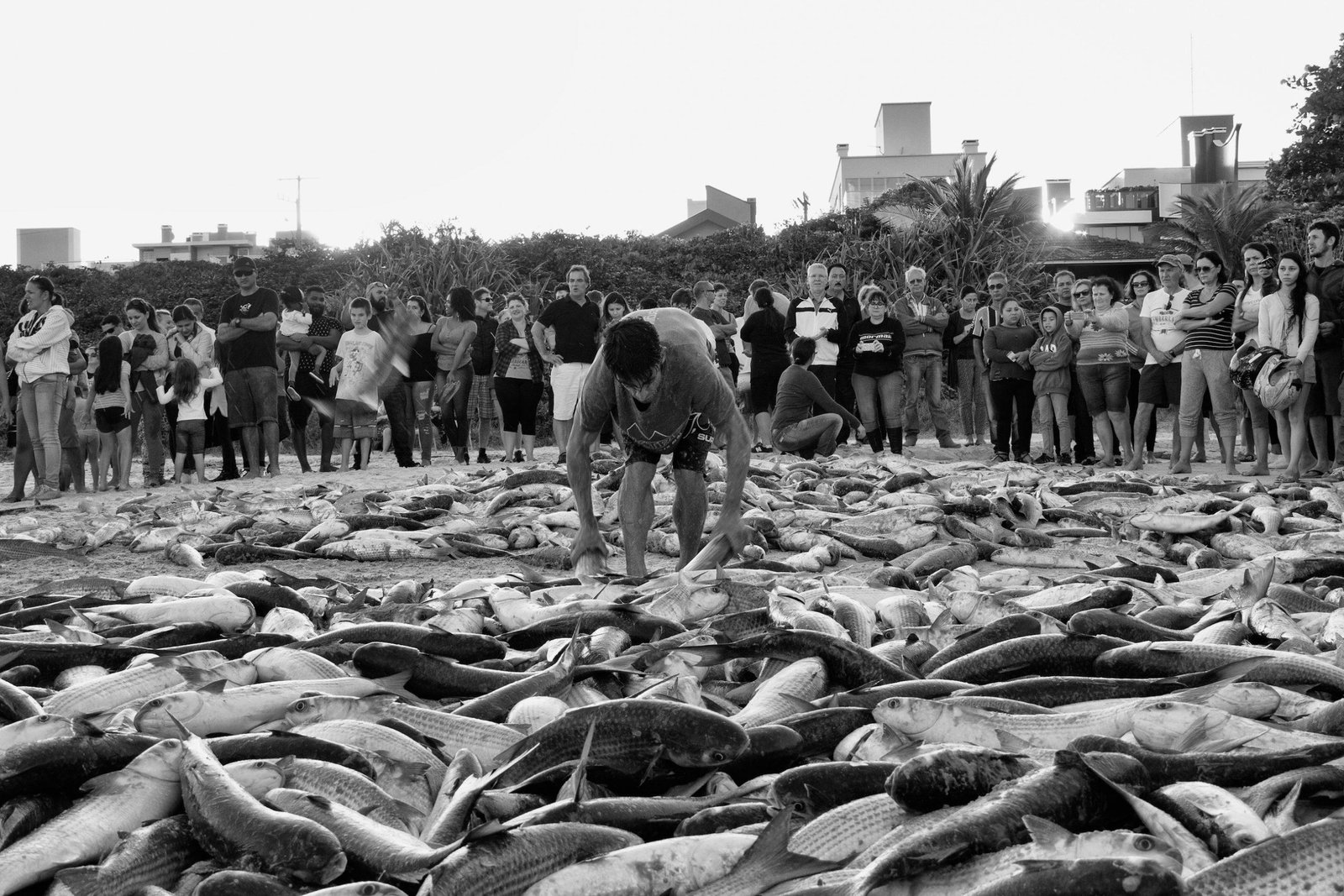 pesca-artesanal-da-tainha---samuel-de-oliveira--2-