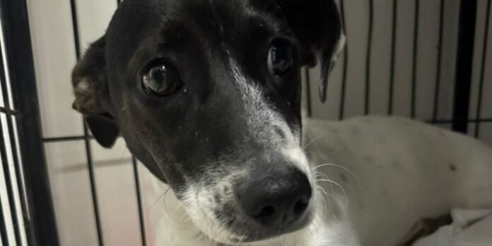 castracao-gratuita-1140x570