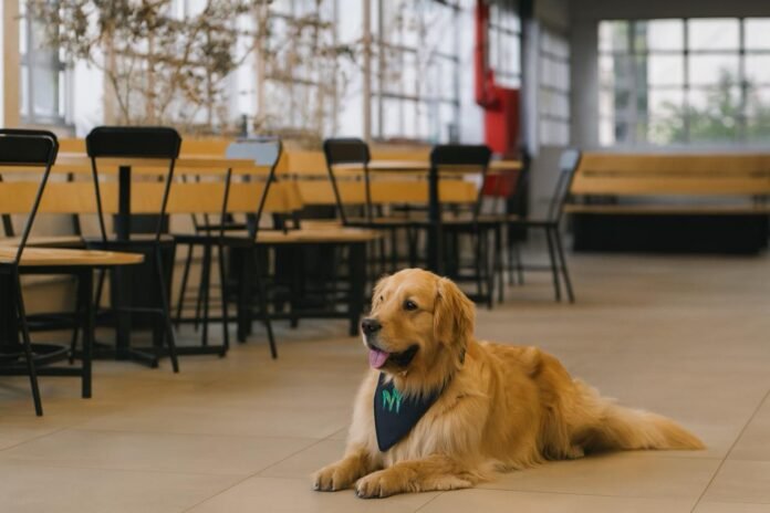 Feira acontece no Mercadão de Coqueiros, no sábado, 25 de outubro. crédito Divulgação